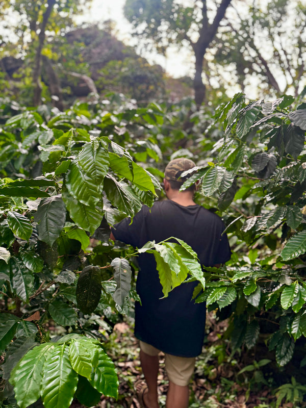 Walking through shade-grown coffee beneath the restored native forest canopy at Terra Vagamon Conservancy in Kerala.