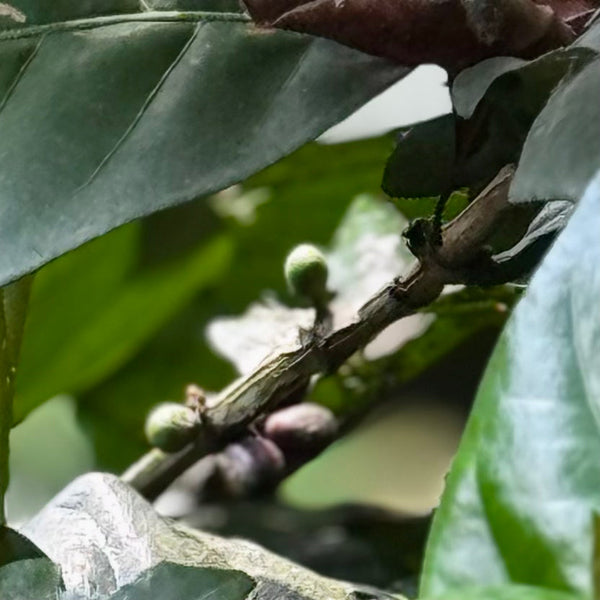 Mara Kaapi: The Indian Tree Coffee That Was Just Named Coffea × libex