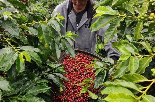 Why Freshness Matters: How to Store Coffee Beans for Maximum Flavour