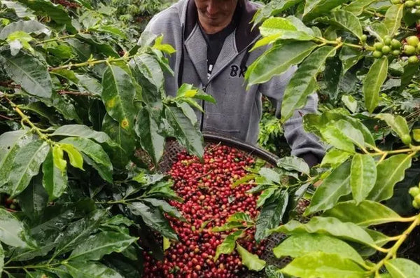 Why Freshness Matters: How to Store Coffee Beans for Maximum Flavour