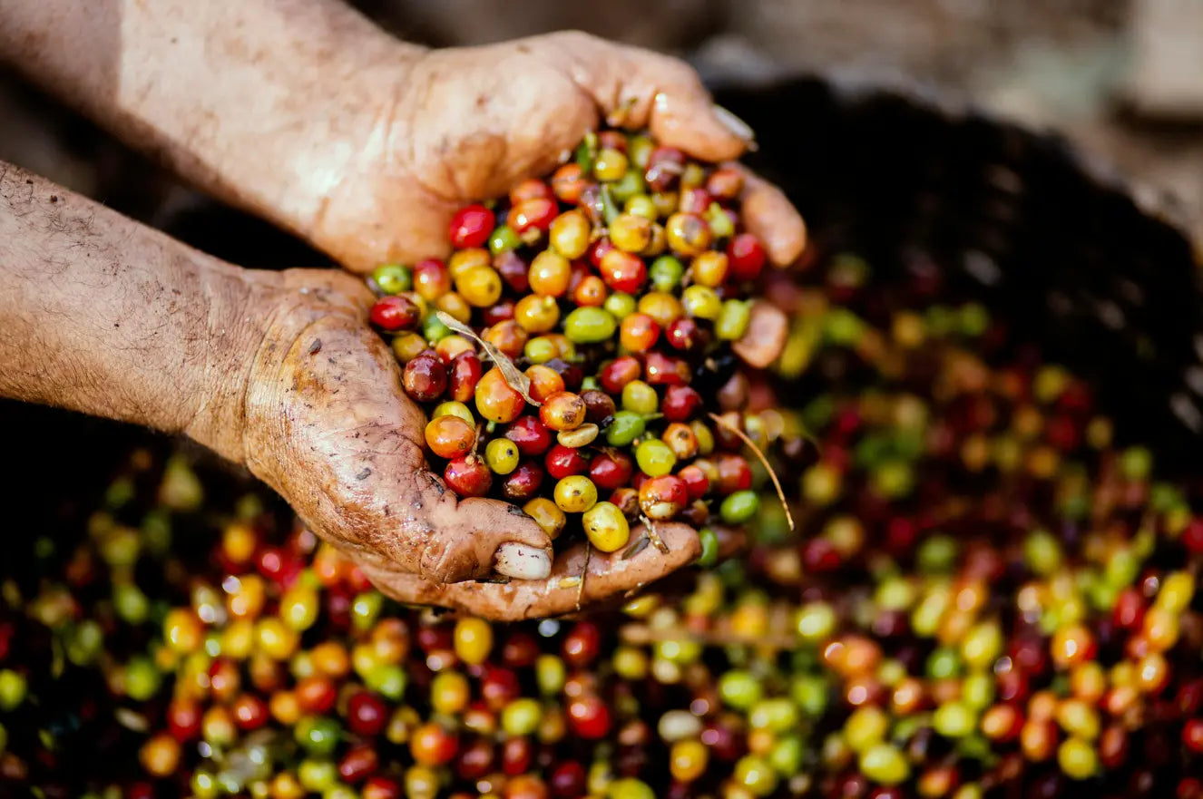 From Cherry to Cup: How Bermito Roasts Its Coffee Beans