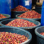 Myanmar Shan Land coffee Ywangan – brewing detail