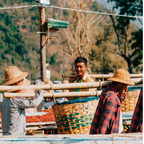 Myanmar Shan Land Catuaí – roasted coffee beans