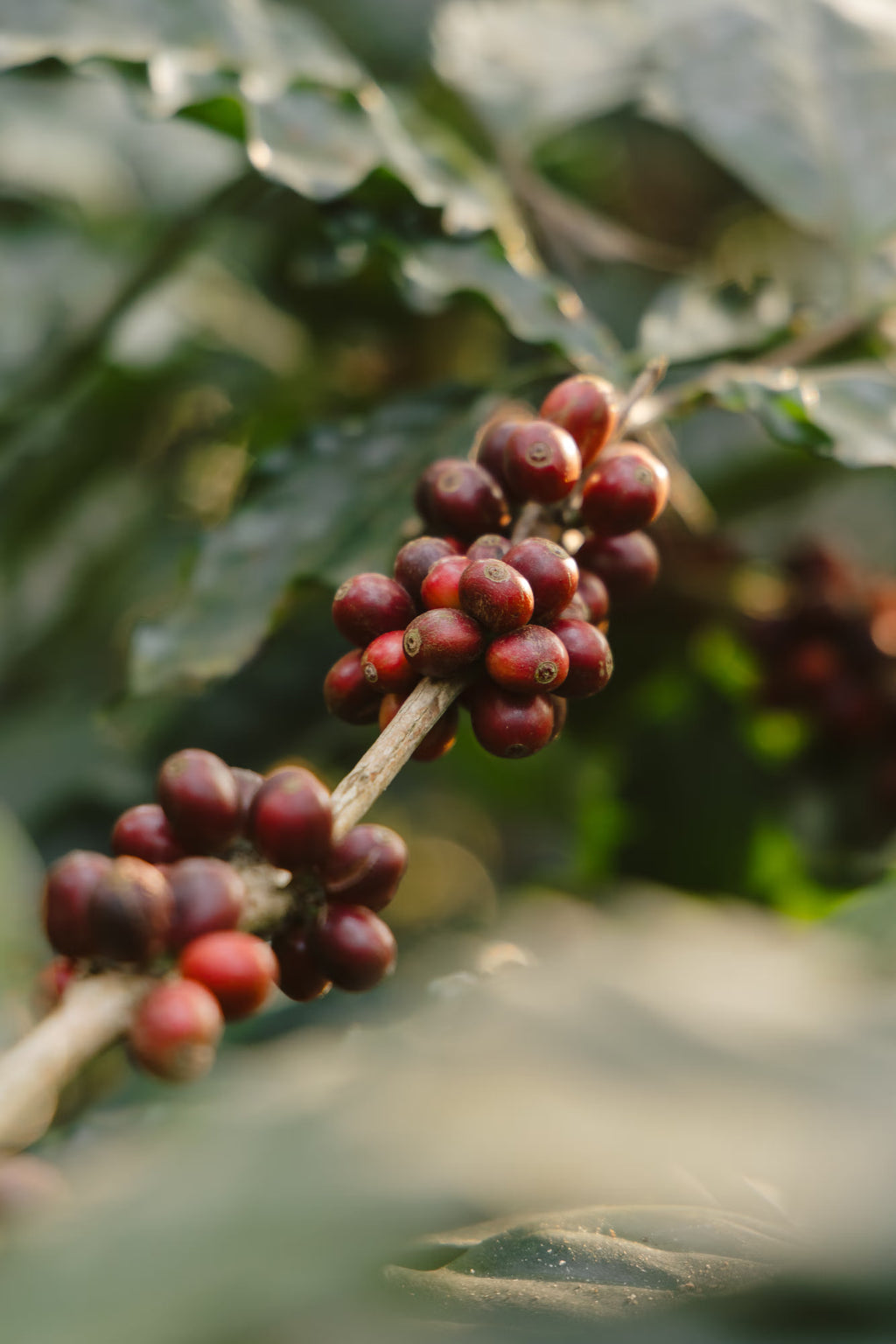Kerehaklu Mossto Washed Arabica
