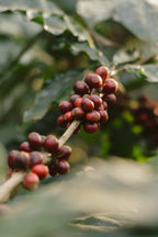 Kerehaklu Mossto Washed Arabica