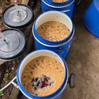 Nagaland Rice Yeast Natural (Tsiese Coffee Farm)
