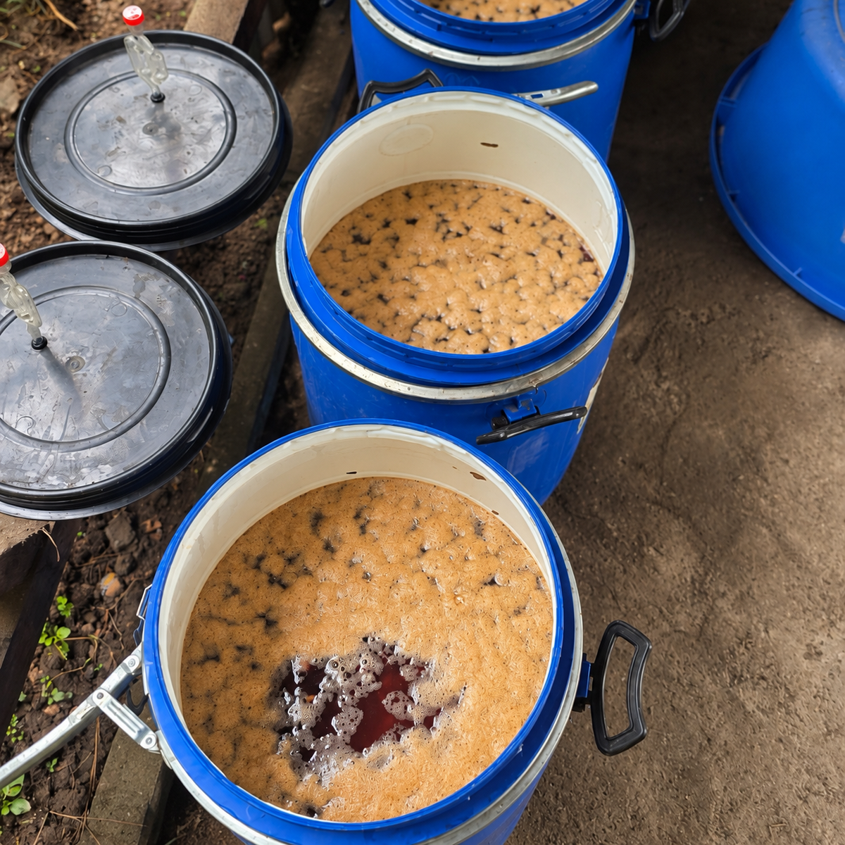 Nagaland Rice Yeast Natural (Tsiese Coffee Farm)