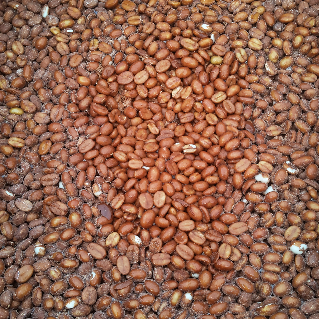 Nagaland Rice Yeast Natural (Tsiese Coffee Farm)