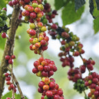 Kothmale Washed Arabica