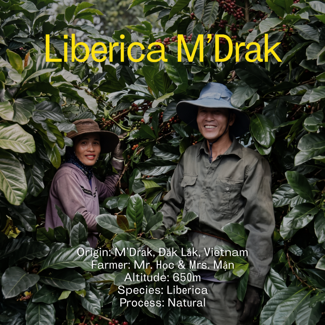 Liberica – M’Drak, Dak Lak, Vietnam | Natural Process