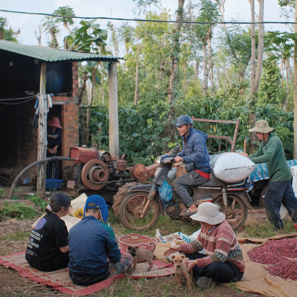 Liberica – M’Drak, Dak Lak, Vietnam | Natural Process