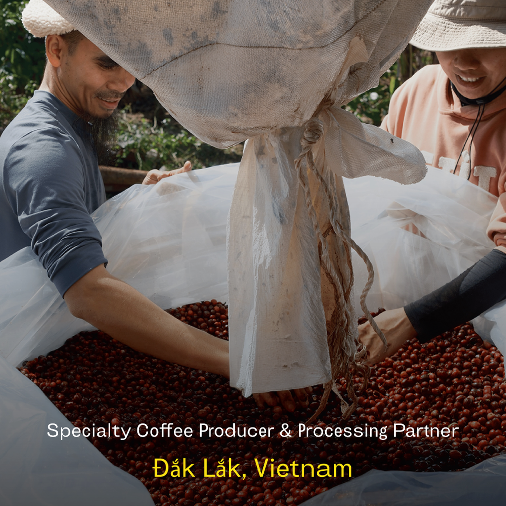 Liberica – M’Drak, Dak Lak, Vietnam | Natural Process